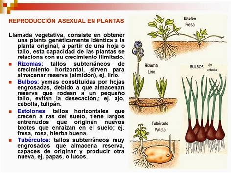 Biología didáctica NSC 4 Reproducción en Seres Vivos