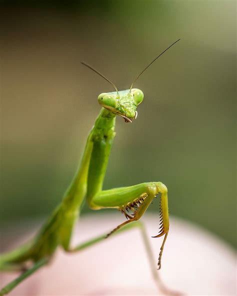 Hd Wallpaper Close Up Photo Of Green Praying Mantis Selective Macro