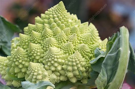 Romanesco Broccoli Brassica Oleracea Stock Image C