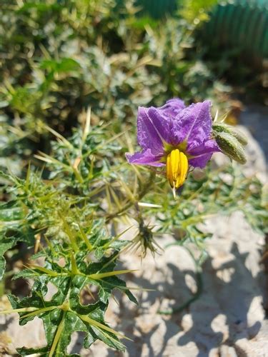 Solanum Virginianum · Inaturalist Mexico