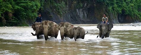 Tangkahan Travel Guide: Elephant Trekking in the Jungles of Sumatra ...