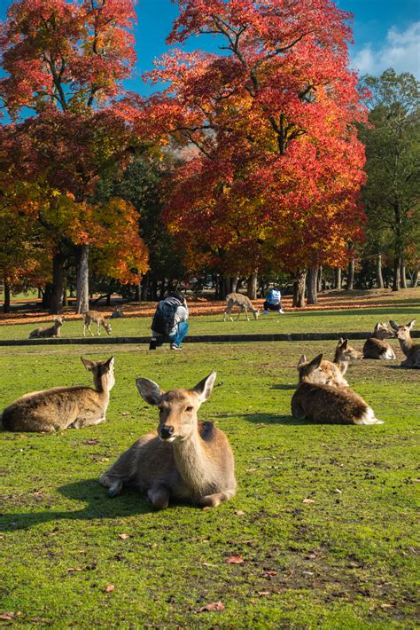 奈良県 奈良公園鹿と紅葉や朝霧の幻想的な景色が見れる秋におすすめのスポット 撮影した写真の紹介、アクセス情報や駐車場情報など 写真や