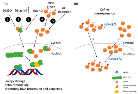 Ijms Free Full Text The Actin Depolymerizing Factor Adf Cofilin