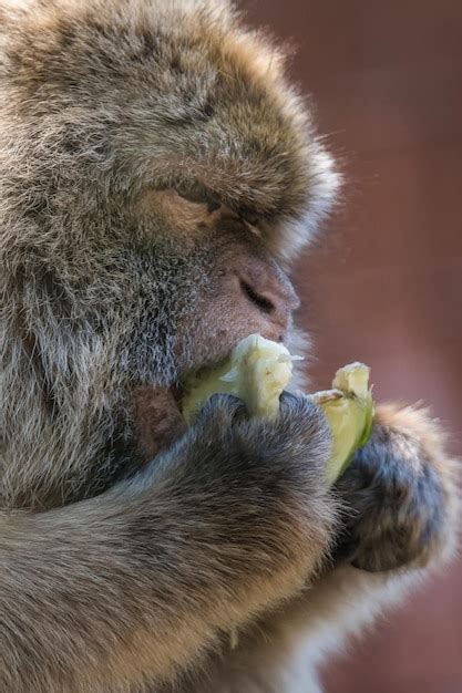 Premium Photo Close Up Of Monkey Eating Food