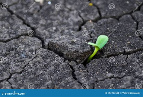 Earth Day Sunflower Sprout Makes Its Way Through Cracked Soil Sowing