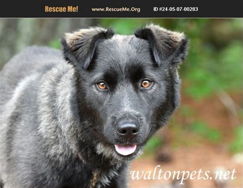 Adopt Australian Shepherd Rescue Monroe Ga