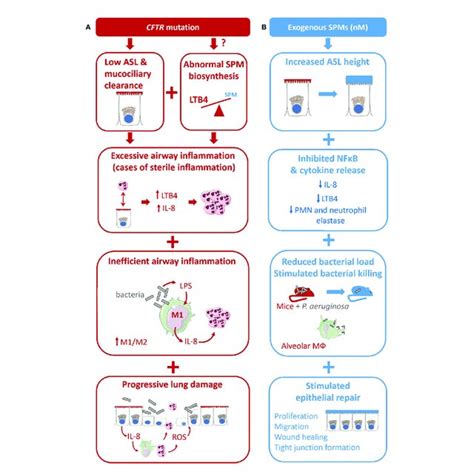 Illustration Of Specialized Pro Resolving Mediators Spms Multiple Download Scientific