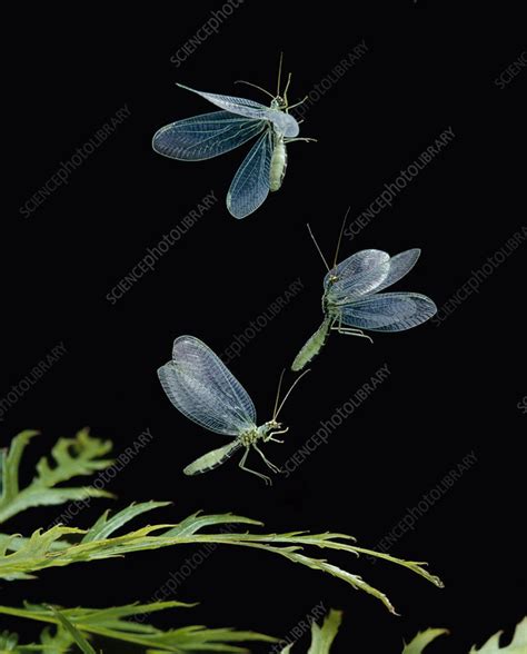 Green Lacewing Taking Off Stock Image C040 5852 Science Photo Library