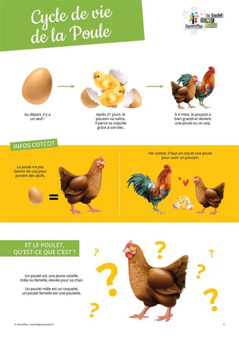 T L Chargement Cycle De Vie De La Poule Le Blog Savoirsplus Poule