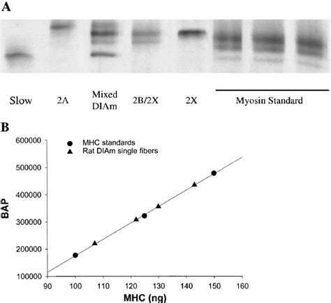 A Myosin Heavy Chain Mhc Isoforms Within The Rat Diaphragm Muscle