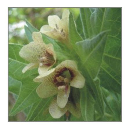 Black Henbane – Seeds – Australian Gardener