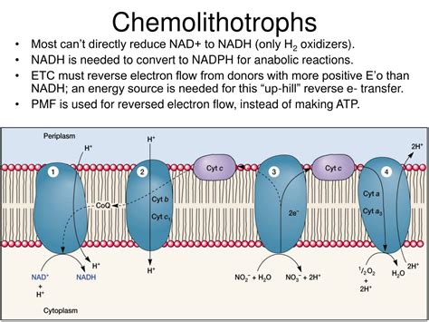 Ppt Chemotrophs And Phototrophs Powerpoint Presentation Free Download