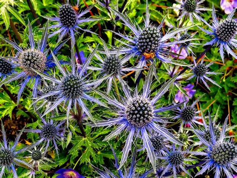 Bee Among Flowers Photograph By Rick Lawler Pixels