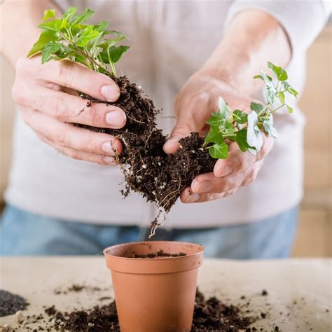 Cuidado De Las Plantas En El Hogar Pasatiempo De Alivio Del Estr S