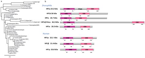 Cells Free Full Text Insights Into HP1a Chromatin Interactions