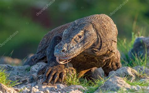 El dragón Komodo huele el aire con su lengua bifurcada Nombre