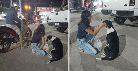 Pareja Alimenta Y Hace Cariño A Perros Callejeros En Plena Cuarentena Ellos También Necesitan