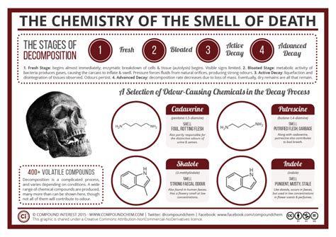 The Fascinating Process Of Human Decomposition Legendtoplist