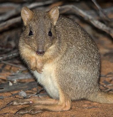 Brush-tailed Bettong (Woylie) - AWC - Australian Wildlife Conservancy