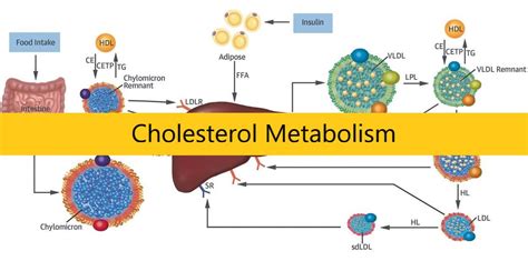 Cholesterol Metabolism Medical Junction