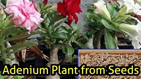 How To Grow Adenium From Seeds Youtube