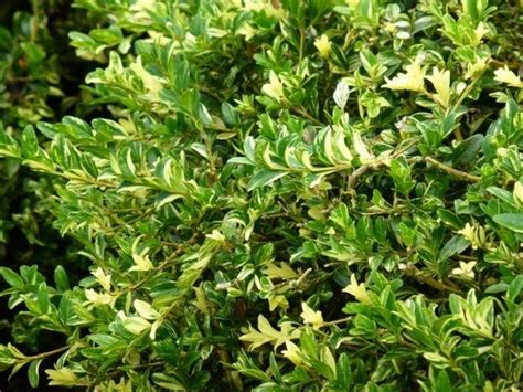 Buxus Randpalm Buxus Sempervirens Aurea Pendula