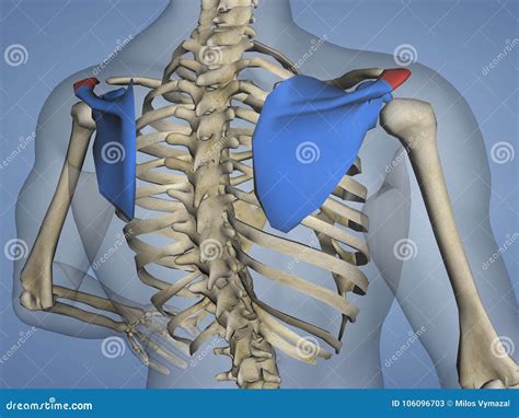 Acromion Of Scapula M Skel Scapula Acromion 5 3d Model Stock Illustration Illustration Of