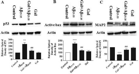 Influence Of Galanin On Aβ 25−35 Induced Dysregulation Of P53 Bax And