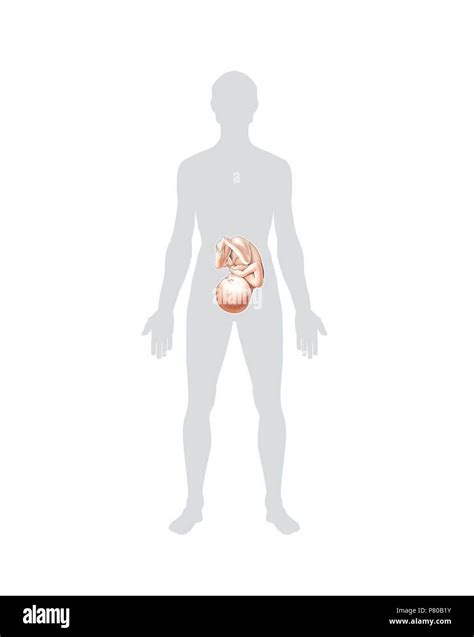 Positions of the fetus at birth. Cephalic position Stock Photo - Alamy