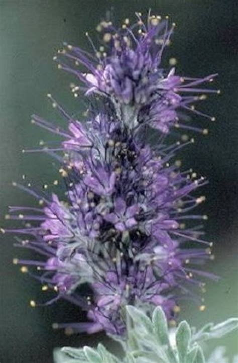 300 PURPLE TANSY Lacy Fiddleneck Phacelia Flower Seeds - Etsy