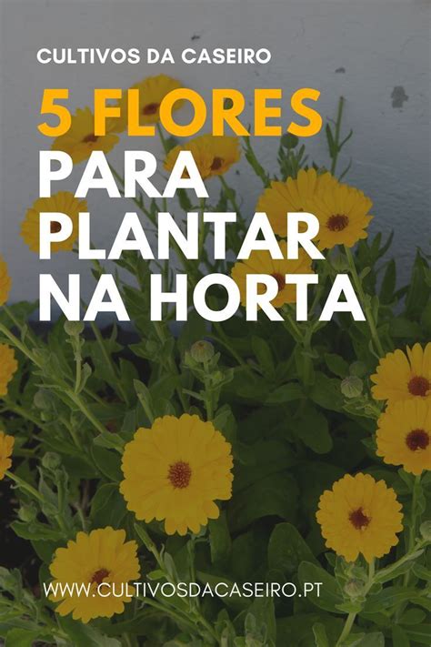 5 Flores Para Plantar Na Horta Cultivos Da Caseiro Planta Amor