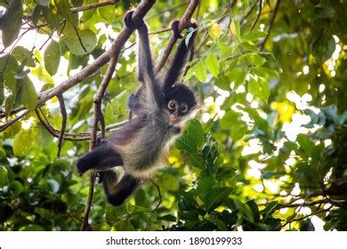 25,994 Monkey Habitat Images, Stock Photos & Vectors | Shutterstock