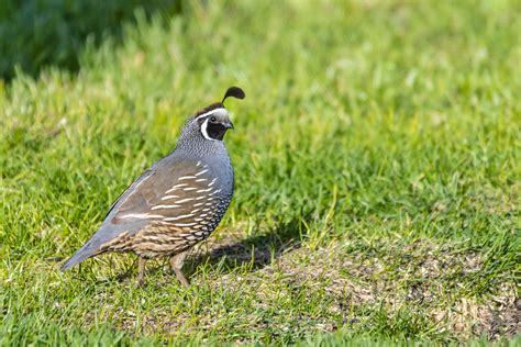 60 Best California Quail Images On Pholder Birdpics Birding And