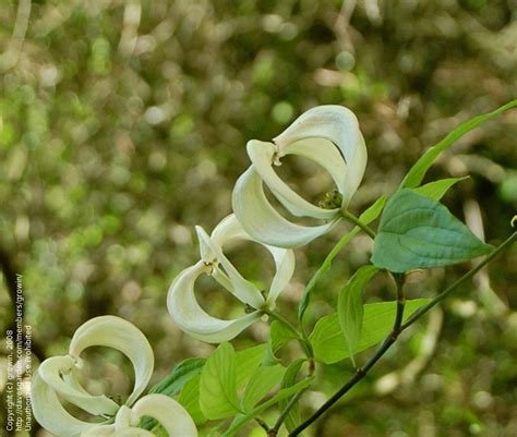 Plantfiles Pictures Cornus Species Magic Dogwood Mexican Flowering