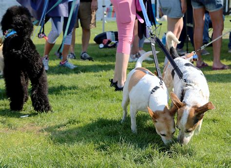 Harbor Hounds Will Have Tails Wagging On Sept 10 Gig Harbor Now A