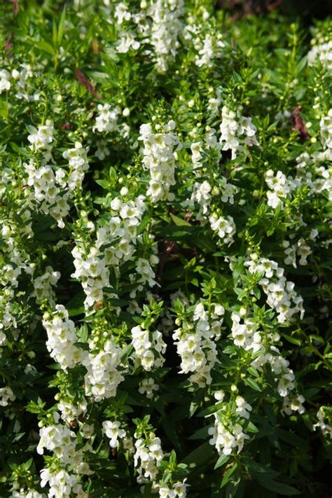 15 Best White Flowers For Your Garden White Flowering Shrubs