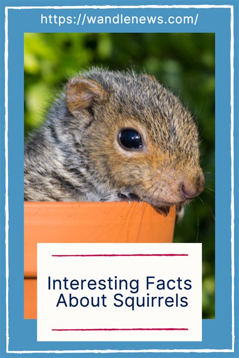 Interesting Facts About Squirrels Artofit