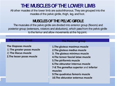 SOLUTION 21 Muscles Of The Pelvic Girdle And Lower Limbs Studypool