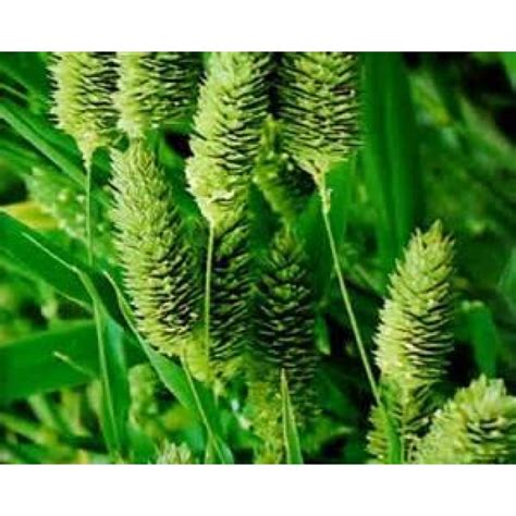 Canary Seed