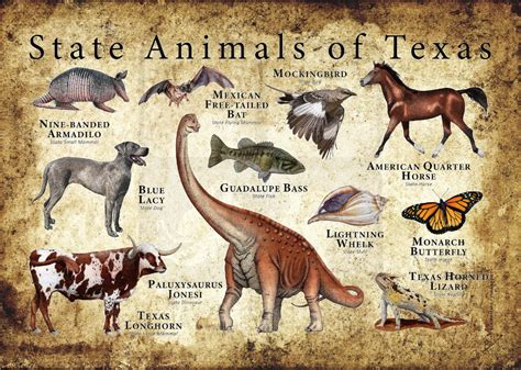 Texas State Animals Poster Print | Etsy in 2022 | Animal posters ...