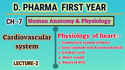 Physiology Of Heart Ch L Cardiovascular System D Pharm