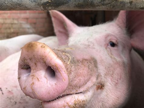 Einladung Zur Fachtagung Typisch Schwein Niedersachsen Landvolk