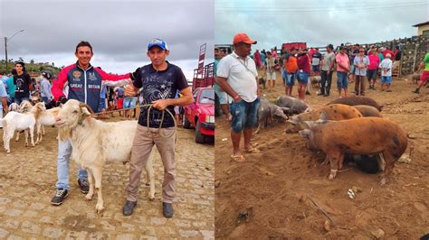 Feira De Bode E Porco De Jo O Alfredo Pe Youtube