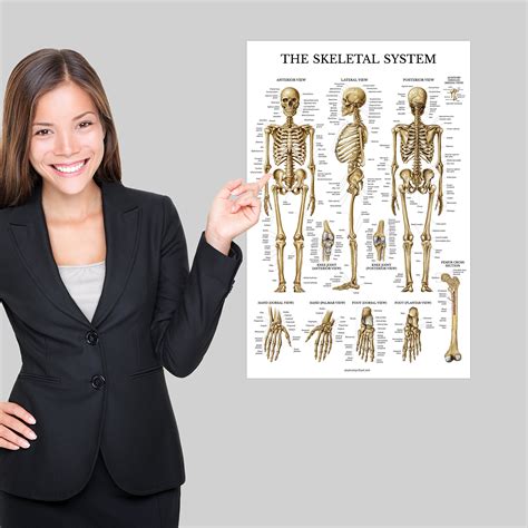 Skeletal System Anatomical Chart Laminated Human Skeleton Anatomy Poster 18 X 27 Buy