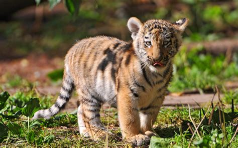 Tiere Tiger Baby Wallpaper