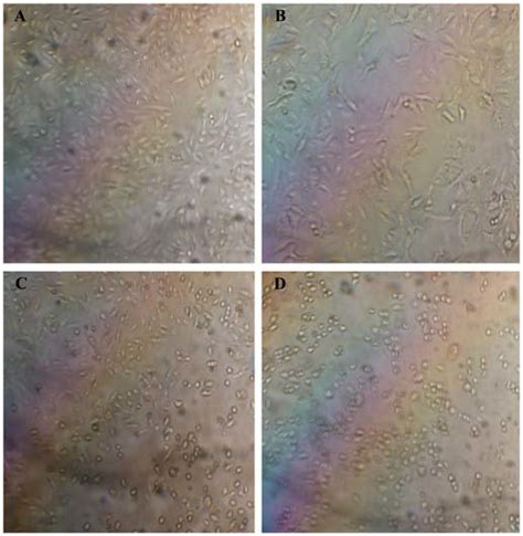 Morphological Observation Of Hela Cells Treated With Euptox A For H