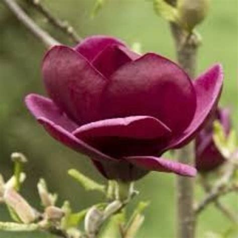 Genie Dark Red Yulan Magnolia Tree Seeds Fragrant Flowers Etsy