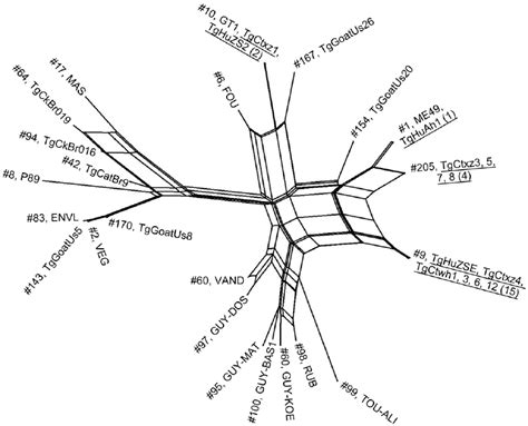 Phylogenetic Network Analysis Of Toxoplasma Gondii Isolates From Humans Download Scientific