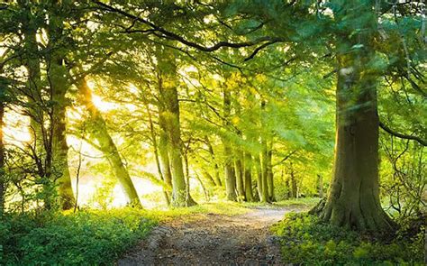 The 10 Best Tips for Woodland Landscapes Photography