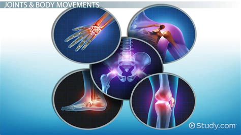 Joints And Types Of Body Movements Lesson